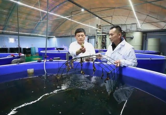 河北省唐山市海港经济开发区智慧渔业产业园的工人在海马繁育车间工作。