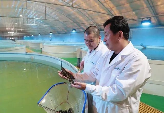 河北省唐山市海港经济开发区智慧渔业产业园的工人在养殖车间查看石斑鱼的长势。